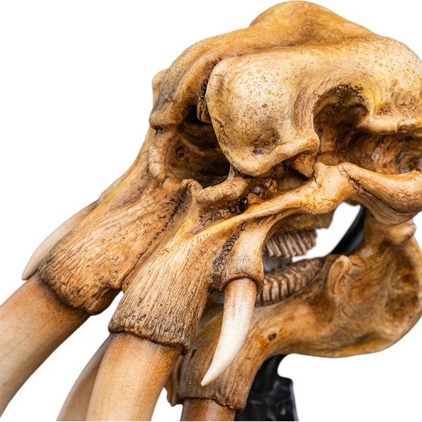 Weta Workshop Le Seigneur des Anneaux : Miniature Crâne d'un Mumak